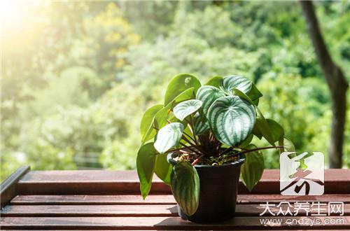 臥室養什么植物風水好_臥室風水養植物好不好_風水上臥室養什么植物對身體好