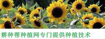 水培植物有哪些,好養的水培植物有哪些