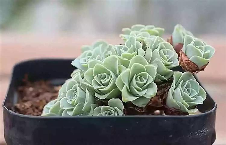 多肉植物俗稱大全_為啥叫多肉植物_多肉植物又名