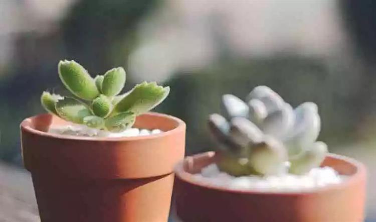 為啥叫多肉植物_多肉植物俗稱大全_多肉植物又名