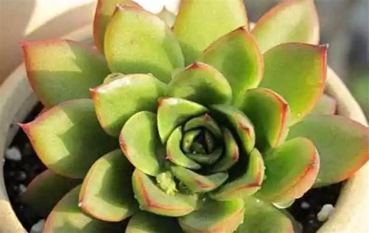 為啥叫多肉植物_多肉植物又名_多肉植物俗稱大全