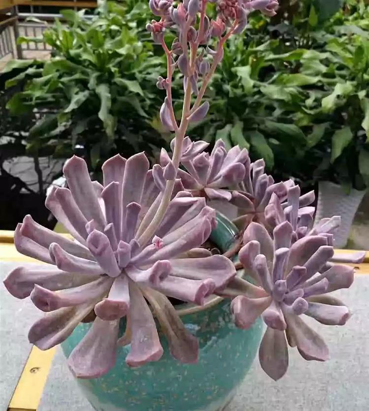 為啥叫多肉植物_多肉植物又名_多肉植物俗稱大全