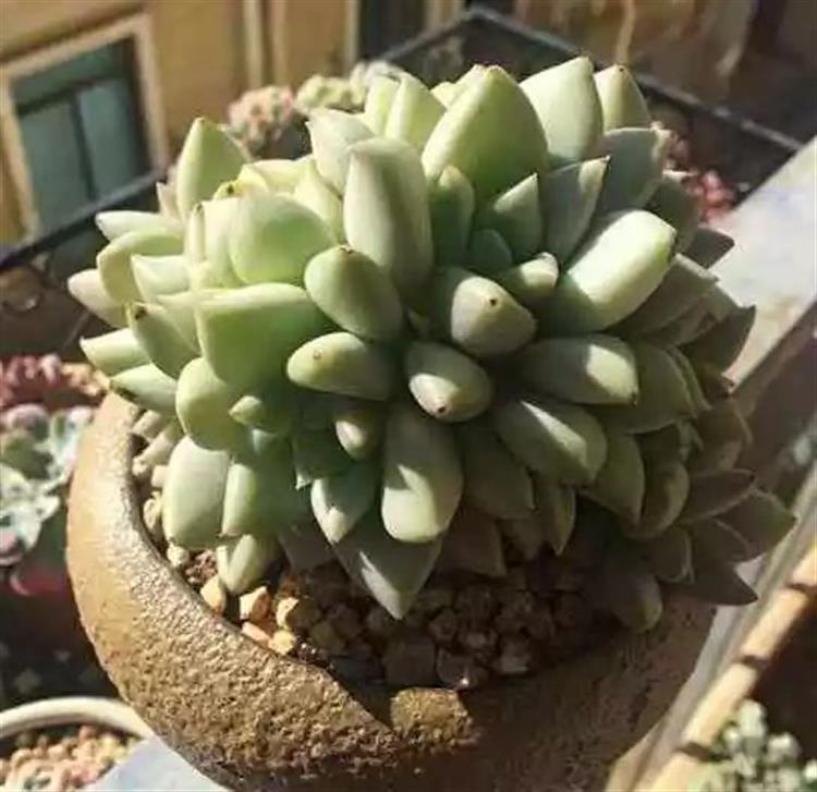 多肉植物又名_多肉植物俗稱大全_為啥叫多肉植物