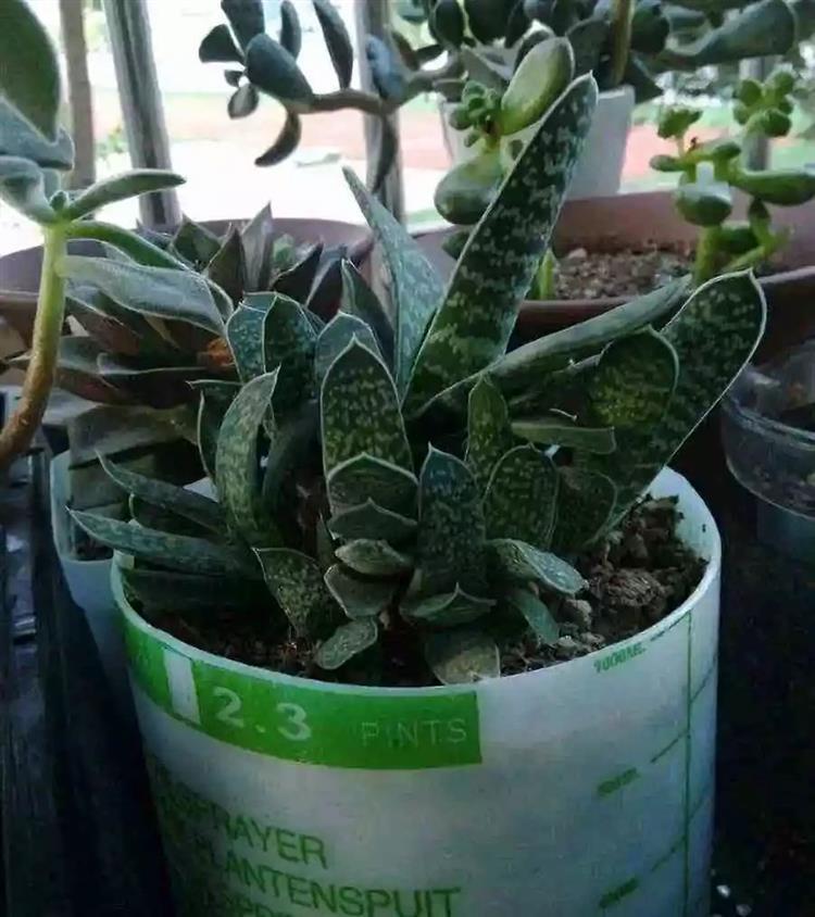多肉植物又名_多肉植物俗稱大全_為啥叫多肉植物