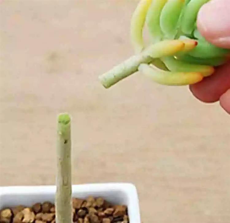 為啥叫多肉植物_多肉植物俗稱大全_多肉植物又名