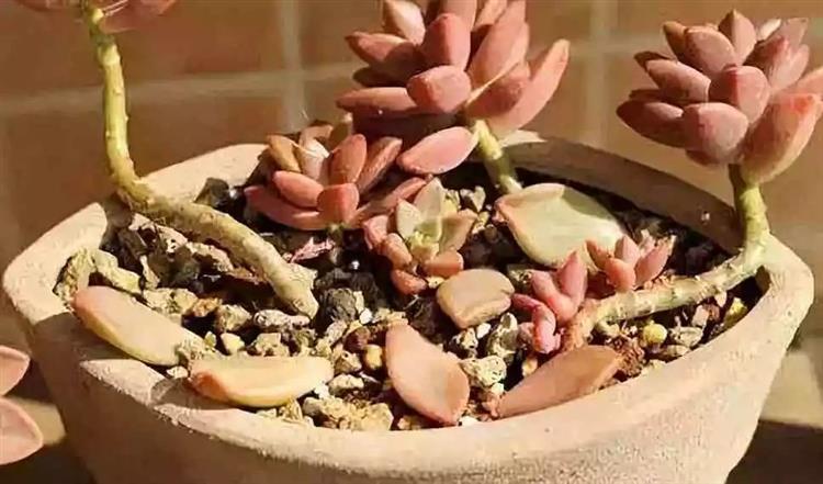 多肉植物俗稱大全_為啥叫多肉植物_多肉植物又名