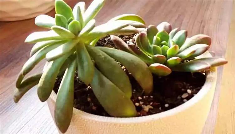 多肉植物俗稱大全_為啥叫多肉植物_多肉植物又名
