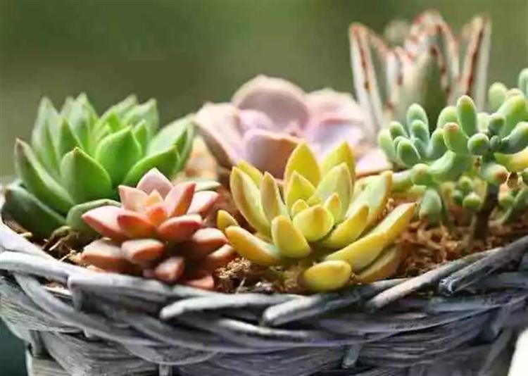 多肉植物又名_多肉植物俗稱大全_為啥叫多肉植物