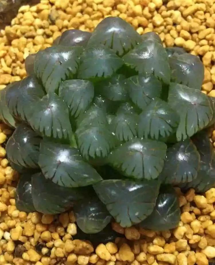 多肉植物俗稱大全_多肉植物又名_為啥叫多肉植物