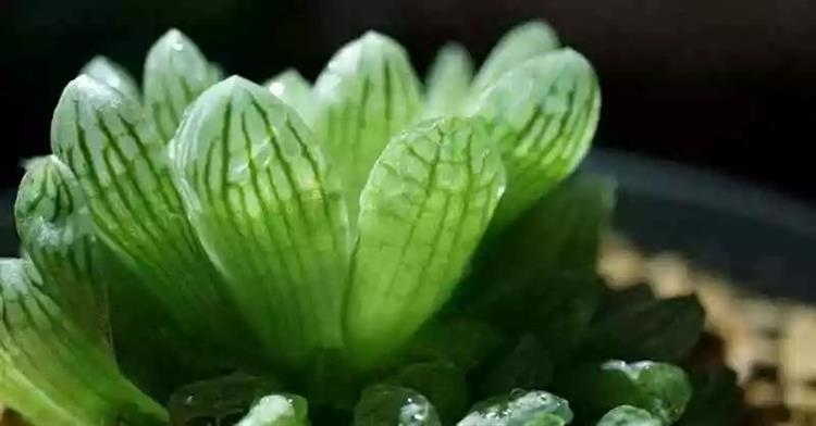 為啥叫多肉植物_多肉植物又名_多肉植物俗稱大全