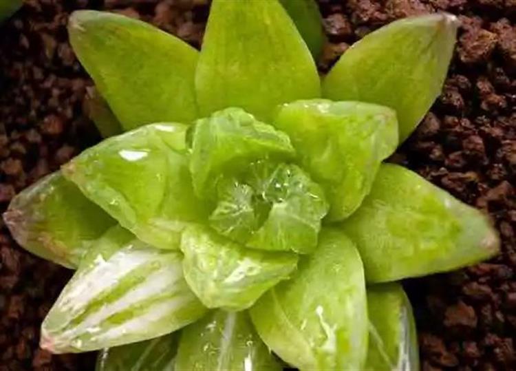 為啥叫多肉植物_多肉植物俗稱大全_多肉植物又名