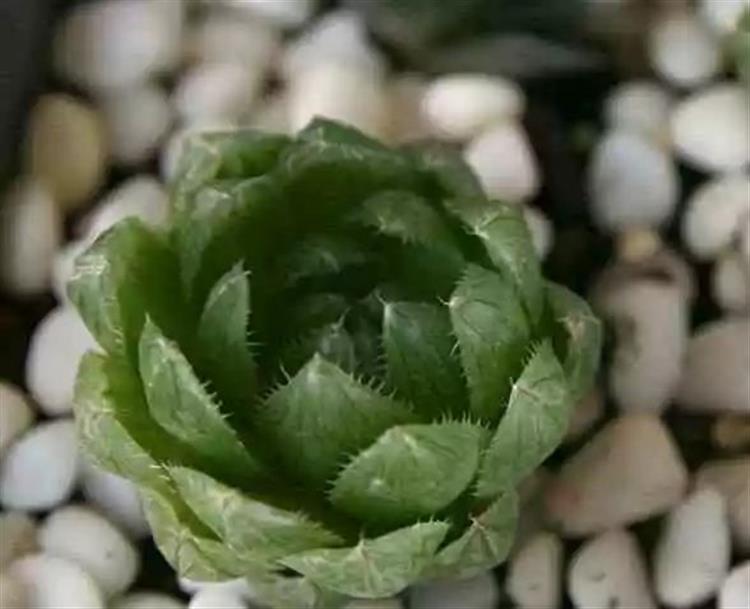 多肉植物俗稱大全_為啥叫多肉植物_多肉植物又名