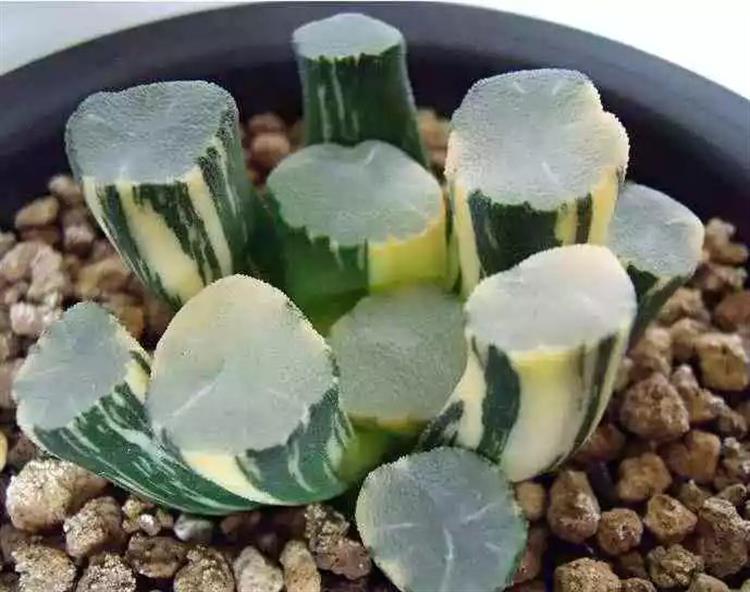 為啥叫多肉植物_多肉植物俗稱大全_多肉植物又名