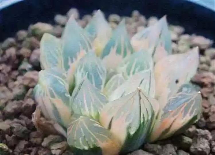 為啥叫多肉植物_多肉植物又名_多肉植物俗稱大全