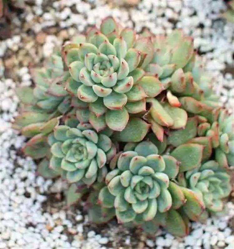 多肉植物又名_多肉植物俗稱大全_為啥叫多肉植物