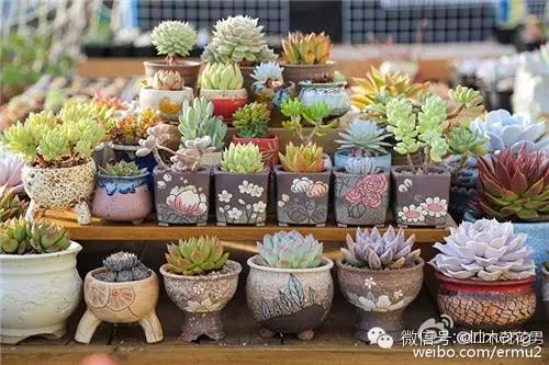 多肉植物越冬指南（含大量美圖）