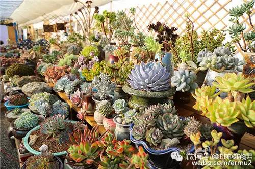 多肉植物最貴的品種_貴品種植物多肉圖片大全_貴品種植物多肉有哪些