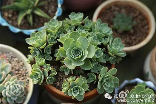 貴品種植物多肉圖片大全_貴品種植物多肉有哪些_多肉植物最貴的品種