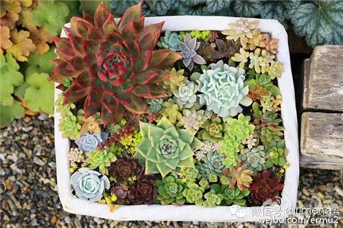貴品種植物多肉有哪些_貴品種植物多肉圖片大全_多肉植物最貴的品種