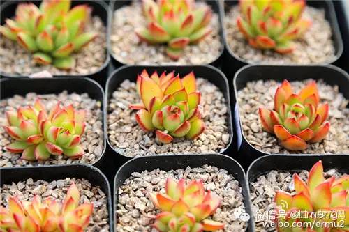 貴品種植物多肉圖片大全_多肉植物最貴的品種_貴品種植物多肉有哪些