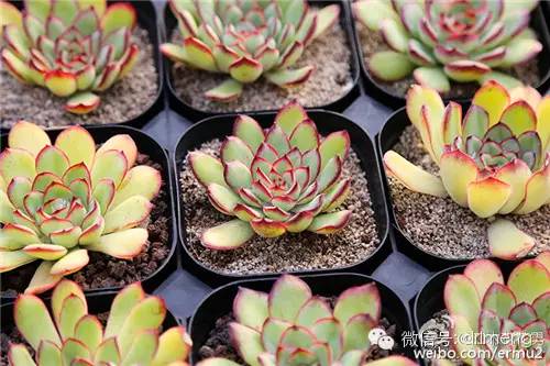 多肉植物最貴的品種_貴品種植物多肉有哪些_貴品種植物多肉圖片大全