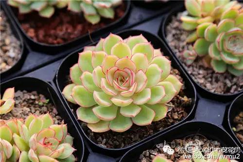 多肉植物最貴的品種_貴品種植物多肉圖片大全_貴品種植物多肉有哪些