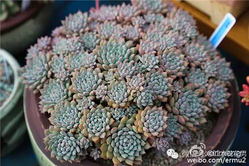 貴品種植物多肉圖片大全_多肉植物最貴的品種_貴品種植物多肉有哪些