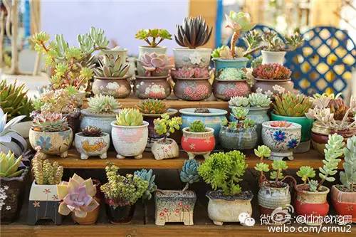 貴品種植物多肉有哪些_貴品種植物多肉圖片大全_多肉植物最貴的品種