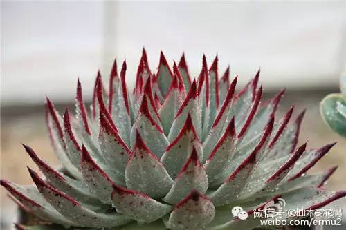 多肉植物最貴的品種_貴品種植物多肉有哪些_貴品種植物多肉圖片大全