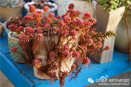 貴品種植物多肉有哪些_多肉植物最貴的品種_貴品種植物多肉圖片大全