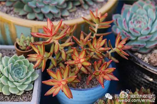 貴品種植物多肉圖片大全_多肉植物最貴的品種_貴品種植物多肉有哪些