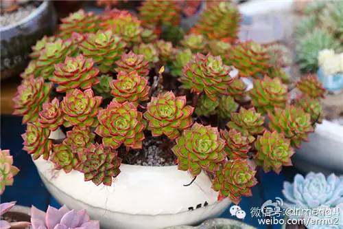 多肉植物最貴的品種_貴品種植物多肉圖片大全_貴品種植物多肉有哪些