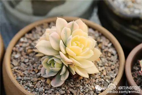 貴品種植物多肉圖片大全_多肉植物最貴的品種_貴品種植物多肉有哪些