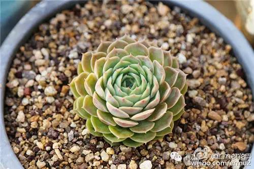 貴品種植物多肉有哪些_多肉植物最貴的品種_貴品種植物多肉圖片大全