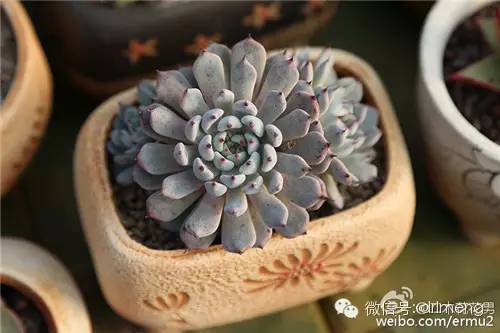 貴品種植物多肉有哪些_貴品種植物多肉圖片大全_多肉植物最貴的品種