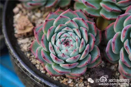 貴品種植物多肉有哪些_多肉植物最貴的品種_貴品種植物多肉圖片大全