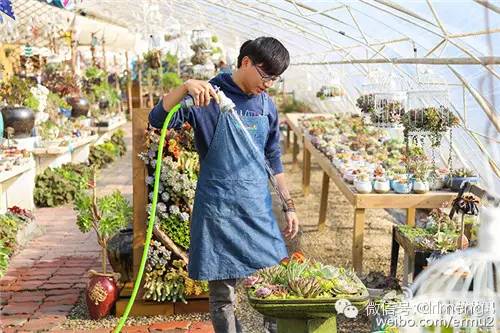 多肉植物最貴的品種_貴品種植物多肉圖片大全_貴品種植物多肉有哪些