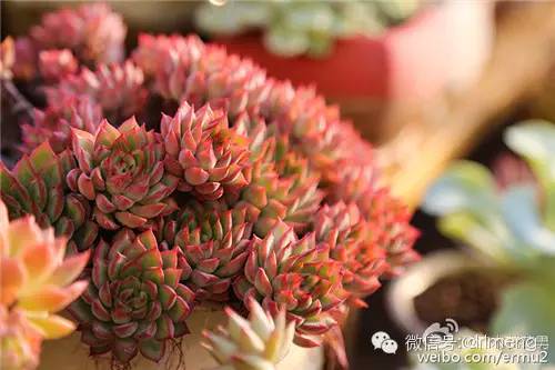 貴品種植物多肉圖片大全_貴品種植物多肉有哪些_多肉植物最貴的品種