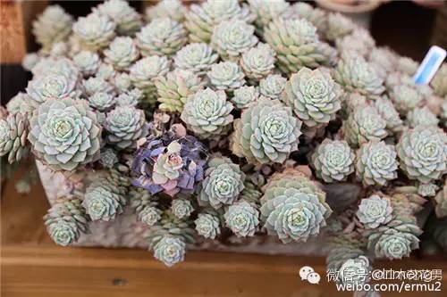 貴品種植物多肉有哪些_多肉植物最貴的品種_貴品種植物多肉圖片大全
