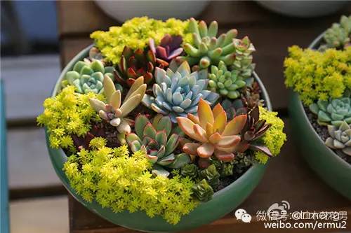 貴品種植物多肉圖片大全_多肉植物最貴的品種_貴品種植物多肉有哪些