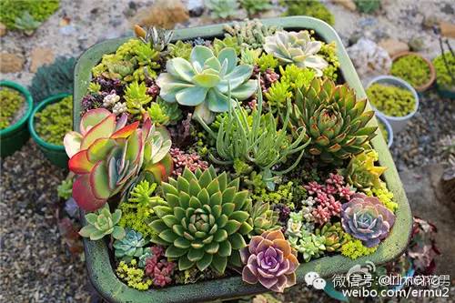 多肉植物最貴的品種_貴品種植物多肉有哪些_貴品種植物多肉圖片大全