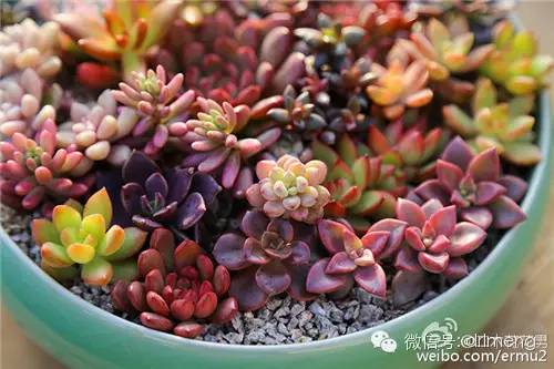 多肉植物最貴的品種_貴品種植物多肉圖片大全_貴品種植物多肉有哪些