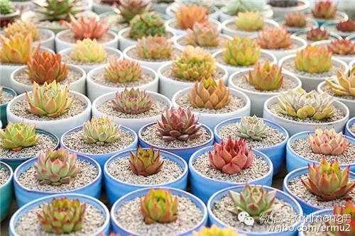 貴品種植物多肉有哪些_貴品種植物多肉圖片大全_多肉植物最貴的品種