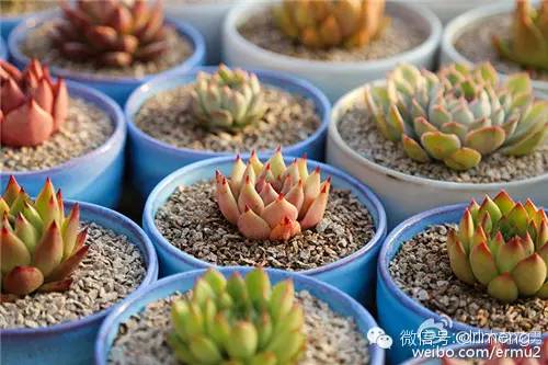 貴品種植物多肉圖片大全_貴品種植物多肉有哪些_多肉植物最貴的品種