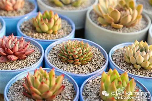 貴品種植物多肉圖片大全_貴品種植物多肉有哪些_多肉植物最貴的品種