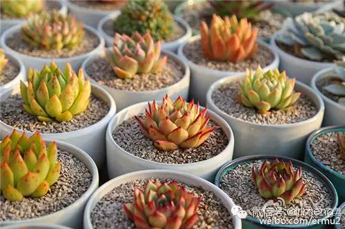 多肉植物最貴的品種_貴品種植物多肉有哪些_貴品種植物多肉圖片大全