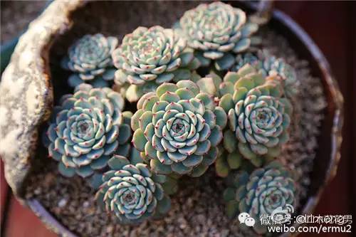多肉植物最貴的品種_貴品種植物多肉有哪些_貴品種植物多肉圖片大全