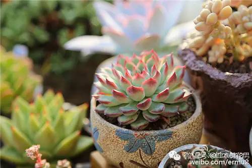 貴品種植物多肉圖片大全_貴品種植物多肉有哪些_多肉植物最貴的品種