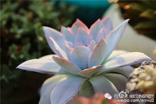 貴品種植物多肉有哪些_多肉植物最貴的品種_貴品種植物多肉圖片大全