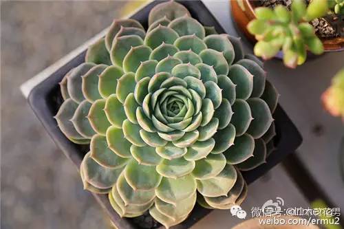多肉植物最貴的品種_貴品種植物多肉有哪些_貴品種植物多肉圖片大全